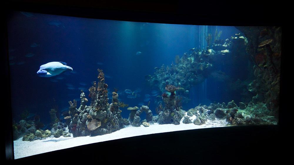 Barca con fondo di vetro simile a un acquario nel mare